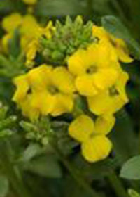 Erysimum 'Glow Golden'